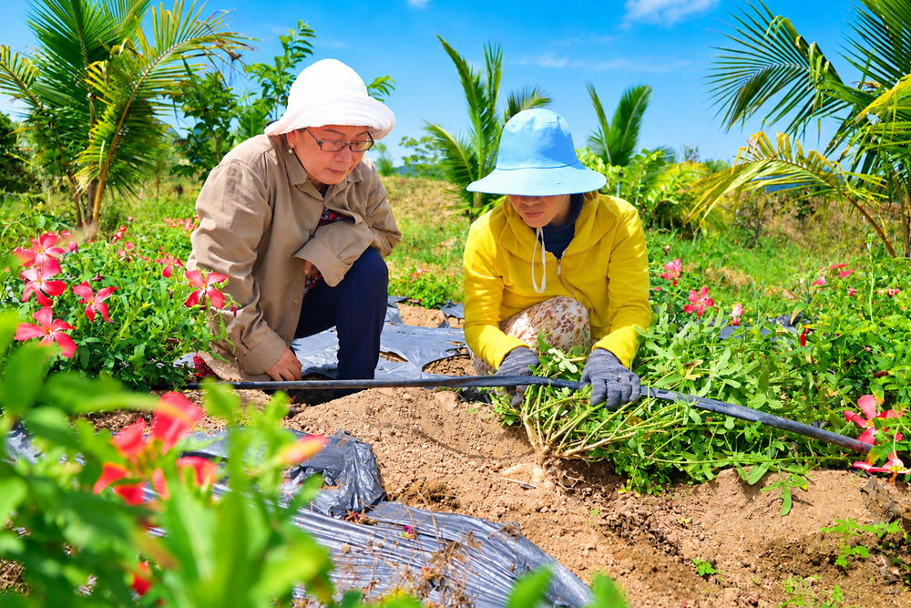 Sâm bố chính mở lối cho nông nghiệp giá trị cao ở Quảng Ngãi - ảnh 3