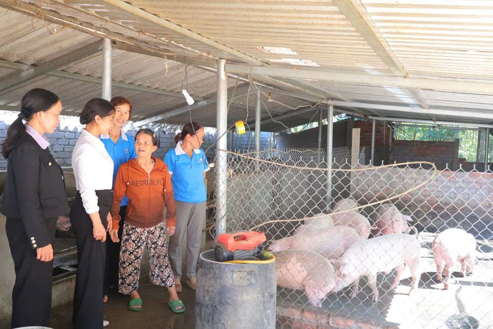 Heo giống xoay vòng - trao sinh kế, lan tỏa yêu thương - ảnh 1