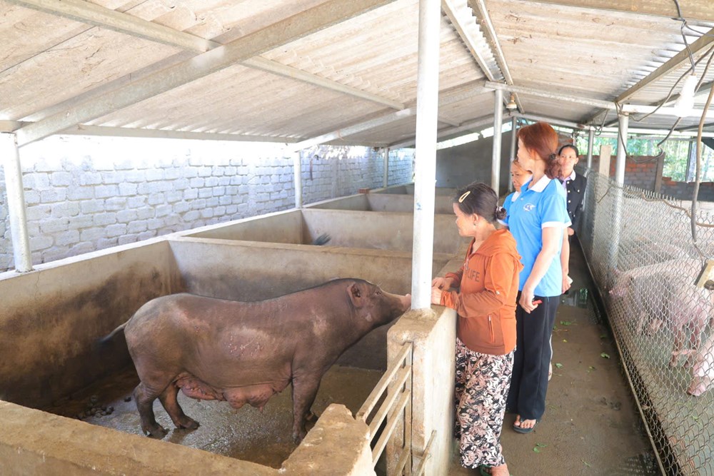 Heo giống xoay vòng - trao sinh kế, lan tỏa yêu thương - ảnh 6