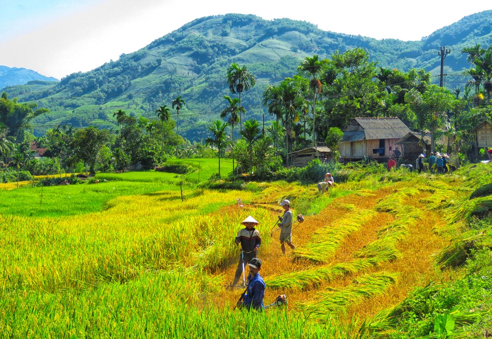 Đắm mình trong sắc vàng mùa lúa chín ở Quảng Ngãi - ảnh 5