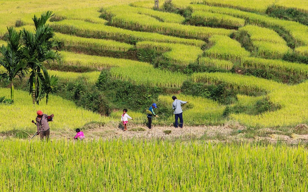 Đắm mình trong sắc vàng mùa lúa chín ở Quảng Ngãi - ảnh 2