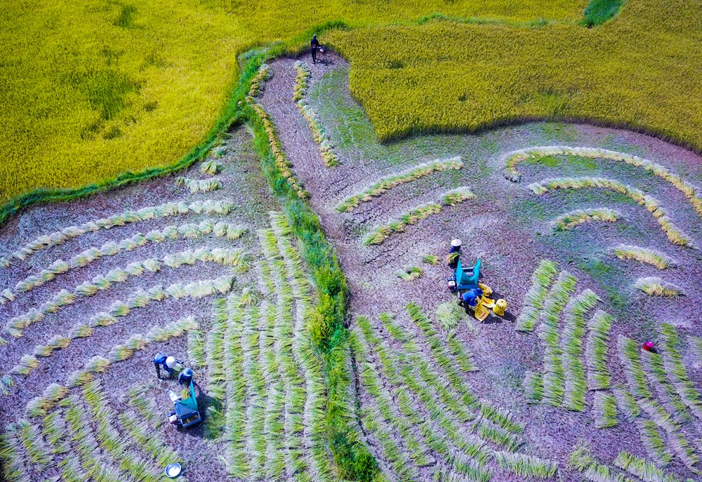 Đắm mình trong sắc vàng mùa lúa chín ở Quảng Ngãi - ảnh 4