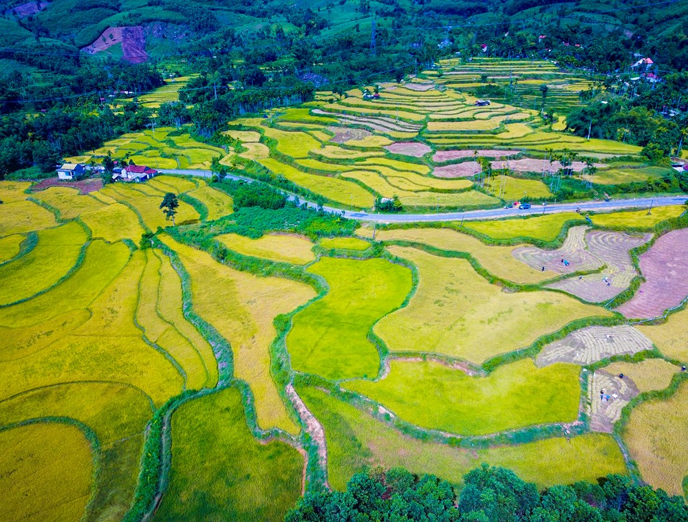 Đắm mình trong sắc vàng mùa lúa chín ở Quảng Ngãi - ảnh 1