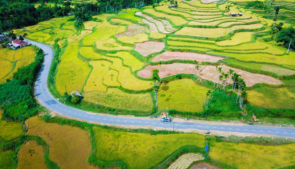 Đắm mình trong sắc vàng mùa lúa chín ở Quảng Ngãi - ảnh 6