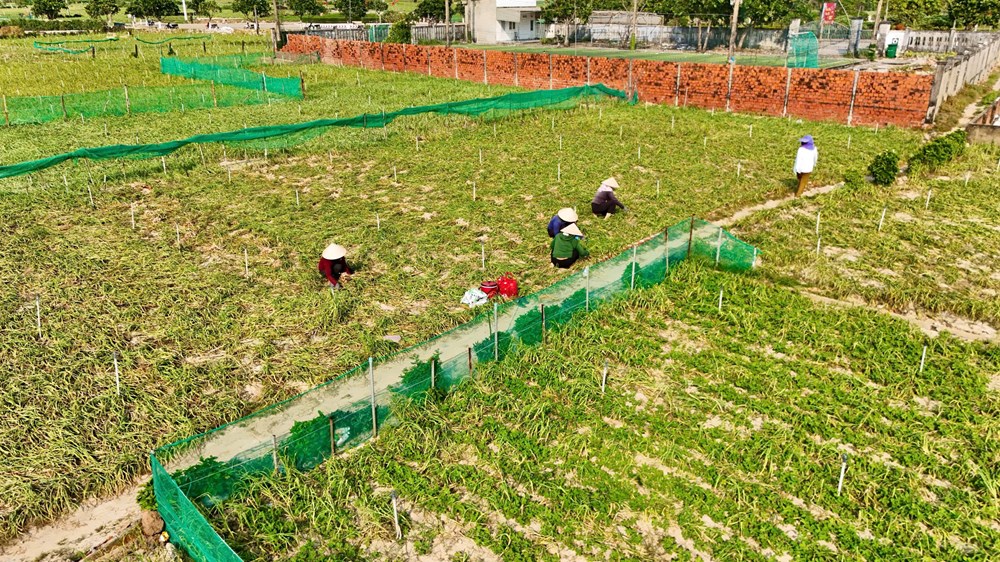 Đánh thức giá trị dược liệu, mở rộng không gian du lịch Quảng Ngãi - ảnh 3