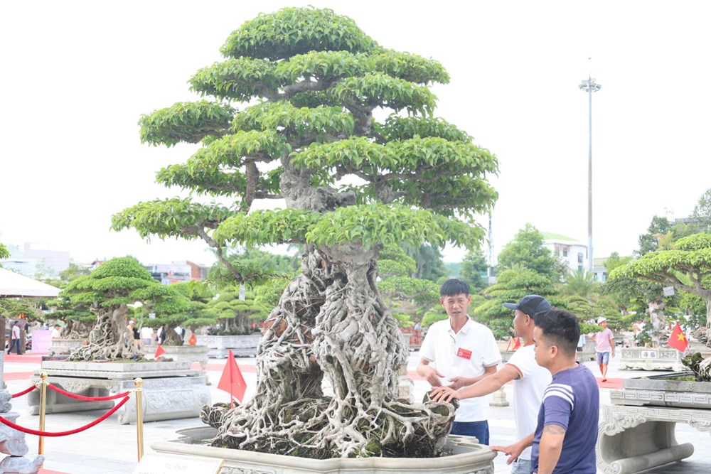 Ngắm những “tác phẩm sống” tiền tỉ khoe sắc ở Quảng Ngãi - ảnh 2