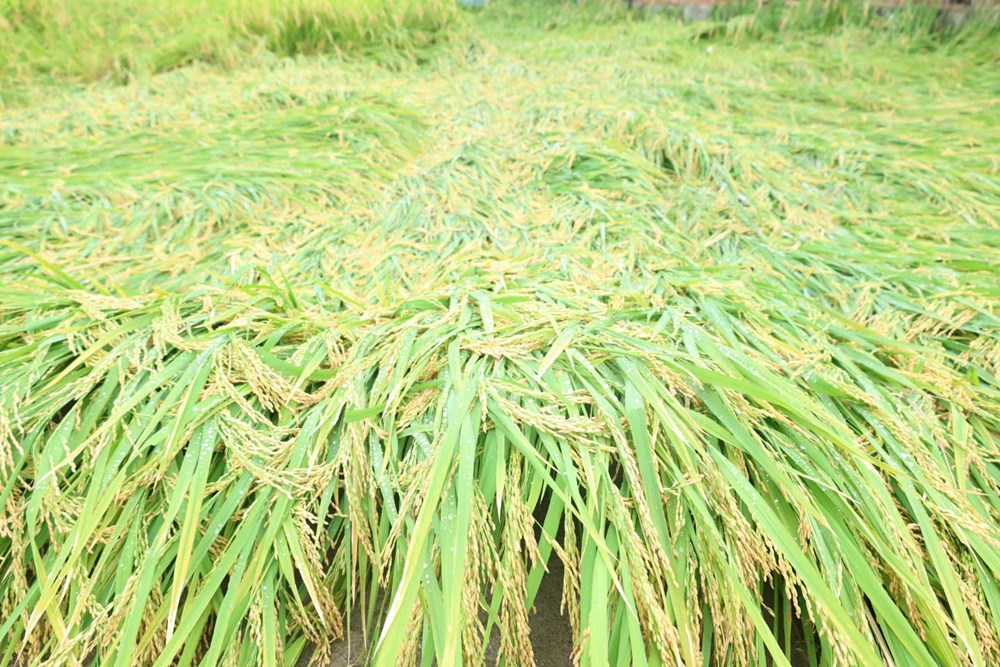 Mưa lớn đúng vụ gặt, nông dân Quảng Ngãi thấp thỏm nhìn lúa đổ - ảnh 2