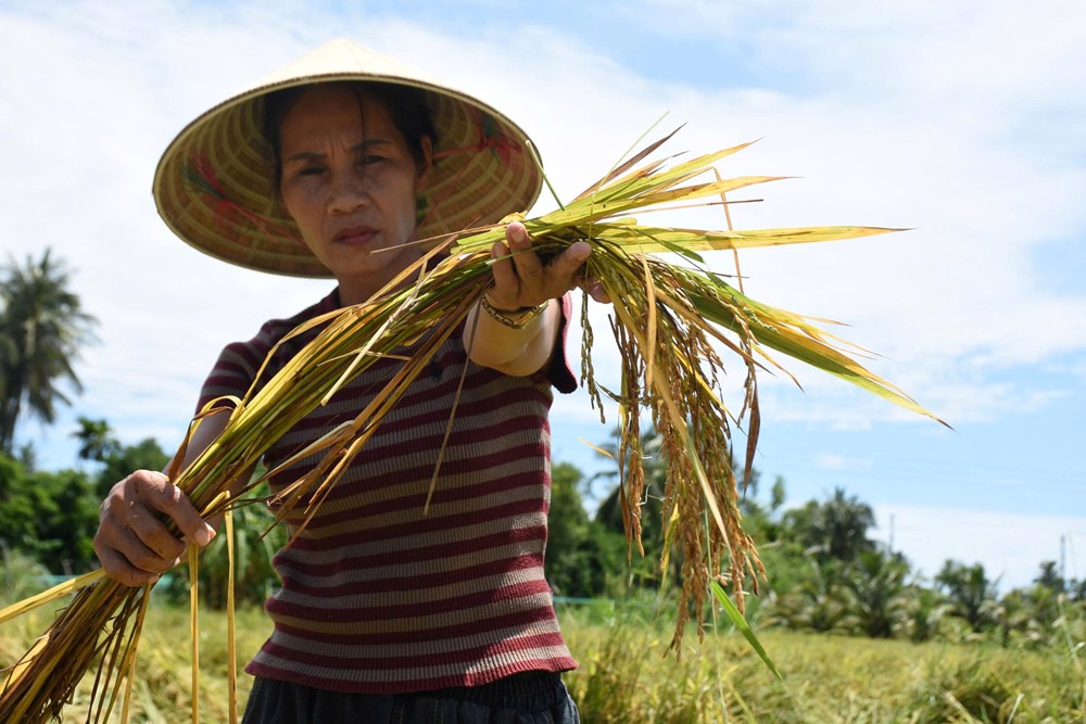 Mưa lớn đúng vụ gặt, nông dân Quảng Ngãi thấp thỏm nhìn lúa đổ - ảnh 5