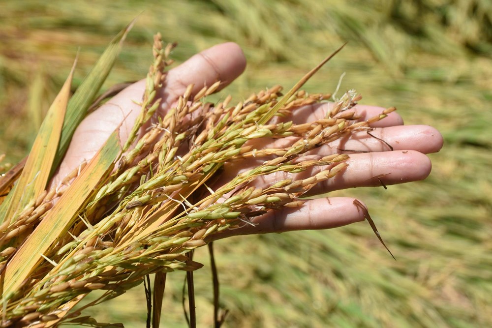 Mưa lớn đúng vụ gặt, nông dân Quảng Ngãi thấp thỏm nhìn lúa đổ - ảnh 6
