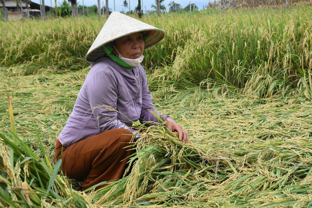 Mưa lớn đúng vụ gặt, nông dân Quảng Ngãi thấp thỏm nhìn lúa đổ - ảnh 7