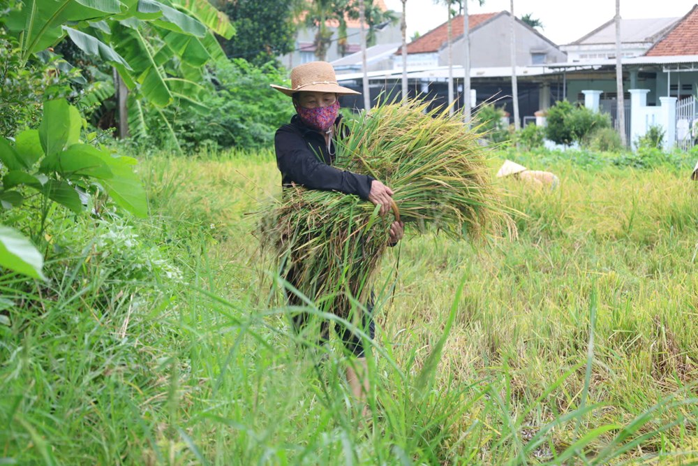 Mưa lớn đúng vụ gặt, nông dân Quảng Ngãi thấp thỏm nhìn lúa đổ - ảnh 4