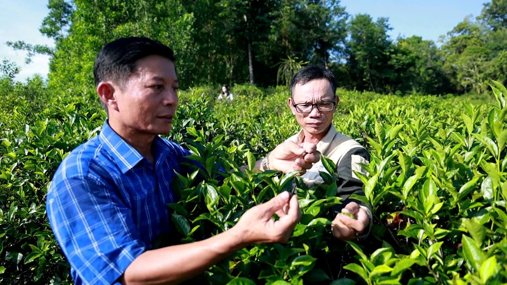 Chè trăm tuổi – tài sản xanh của Lộc Thanh - ảnh 3