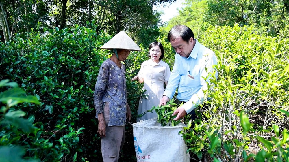 Chè trăm tuổi – tài sản xanh của Lộc Thanh - ảnh 5