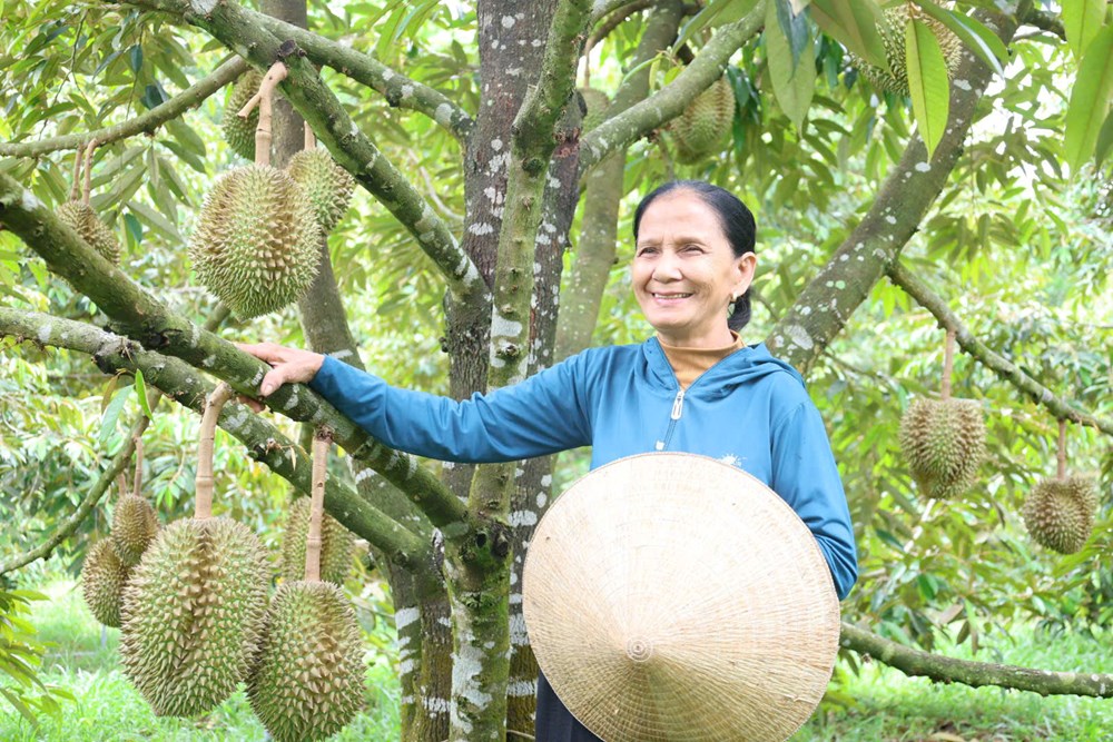 Người dân miền núi mạnh dạn chuyển đổi cây trồng - ảnh 5