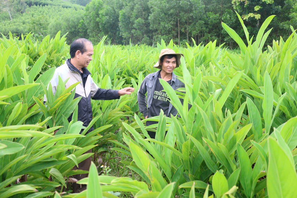 Người dân miền núi mạnh dạn chuyển đổi cây trồng - ảnh 1