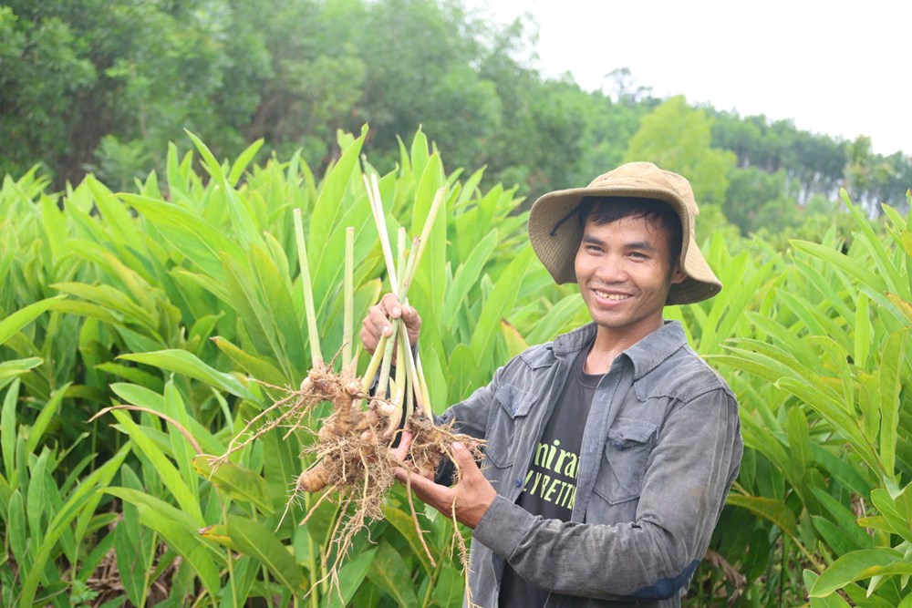Người dân miền núi mạnh dạn chuyển đổi cây trồng - ảnh 2