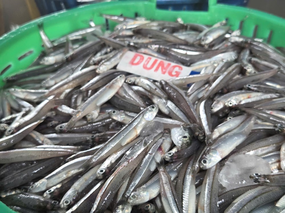 Cá cơm đầy khoang, ngư dân Quảng Ngãi phấn khởi - ảnh 4