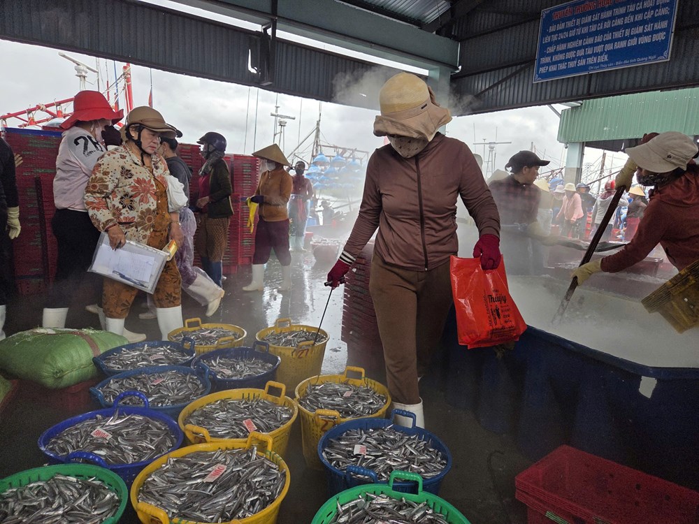 Cá cơm đầy khoang, ngư dân Quảng Ngãi phấn khởi - ảnh 6