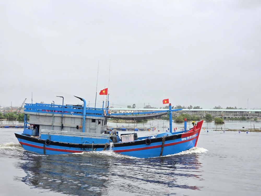 Cá cơm đầy khoang, ngư dân Quảng Ngãi phấn khởi - ảnh 7