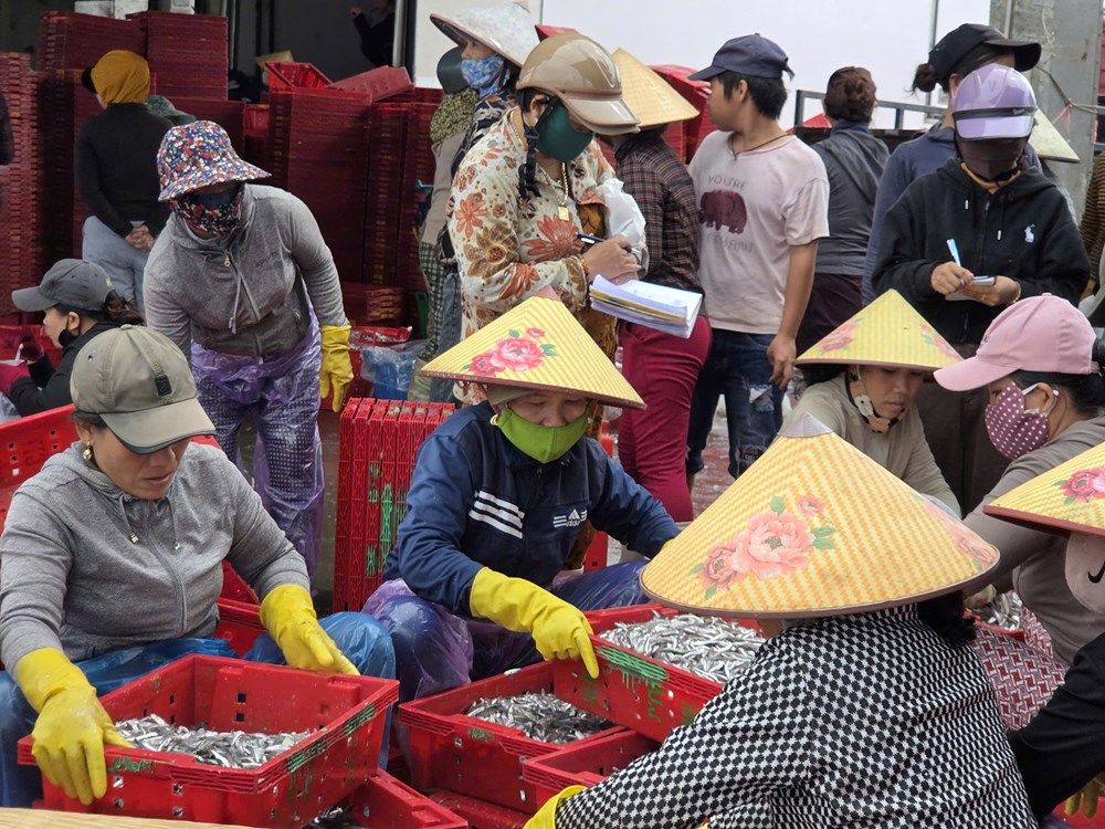 Cá cơm đầy khoang, ngư dân Quảng Ngãi phấn khởi - ảnh 5