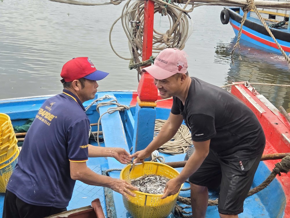 Cá cơm đầy khoang, ngư dân Quảng Ngãi phấn khởi - ảnh 2
