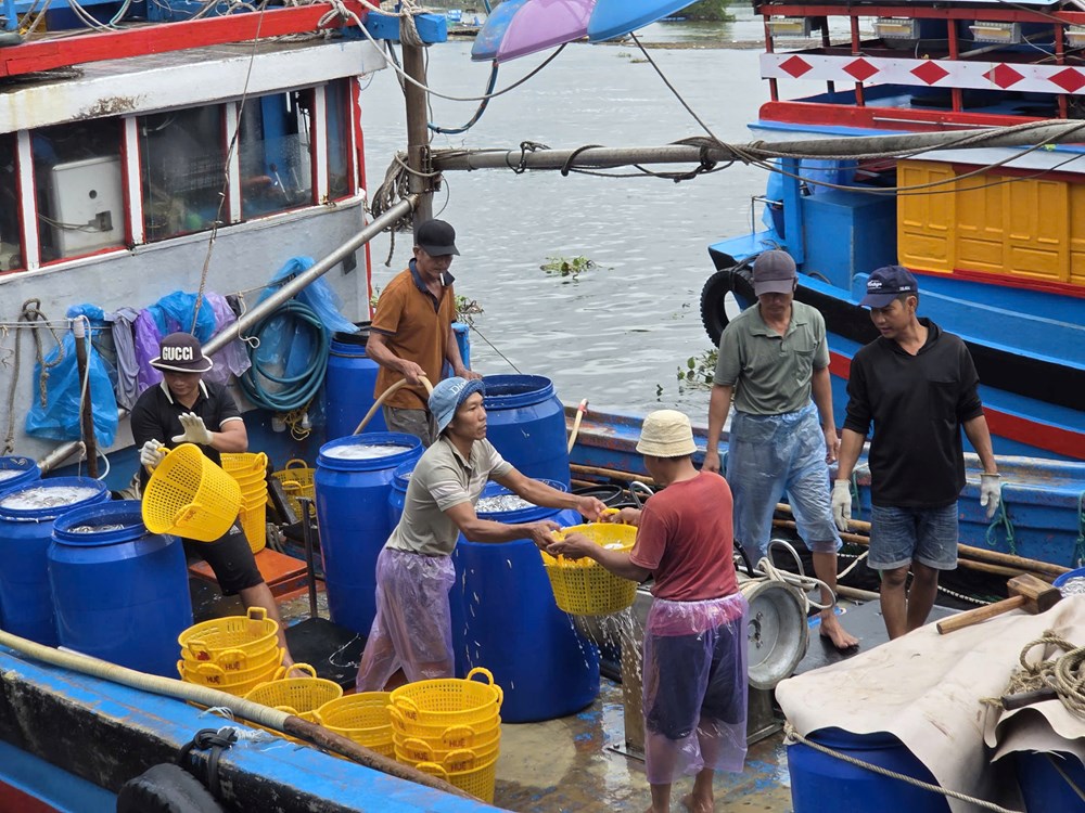 Cá cơm đầy khoang, ngư dân Quảng Ngãi phấn khởi - ảnh 3