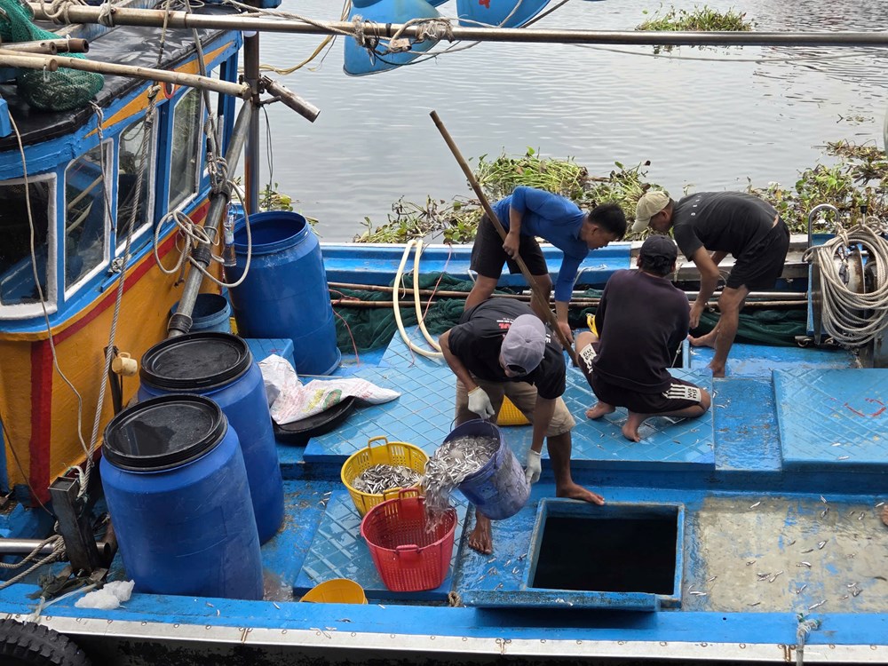 Cá cơm đầy khoang, ngư dân Quảng Ngãi phấn khởi - ảnh 1