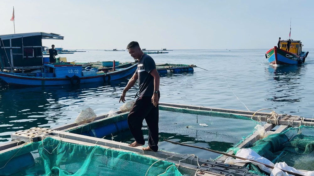Lý Sơn hỗ trợ cá giống, mở hướng sinh kế mới cho người nuôi lồng bè - ảnh 4