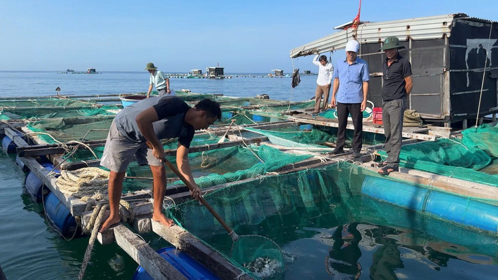 Lý Sơn hỗ trợ cá giống, mở hướng sinh kế mới cho người nuôi lồng bè - ảnh 1
