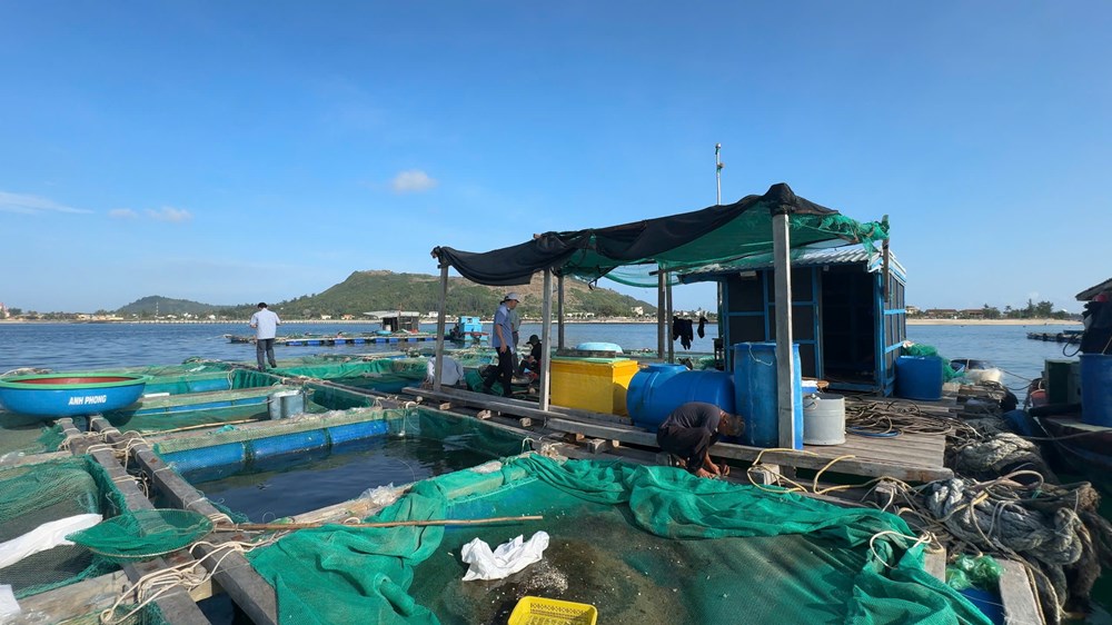 Lý Sơn hỗ trợ cá giống, mở hướng sinh kế mới cho người nuôi lồng bè - ảnh 3