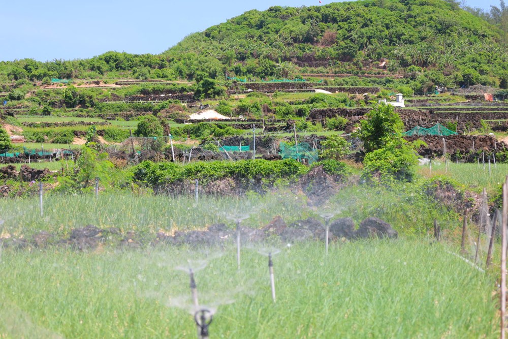 Bờ đá núi lửa tạo nên những thửa ruộng bậc thang độc đáo ở Lý Sơn - ảnh 6