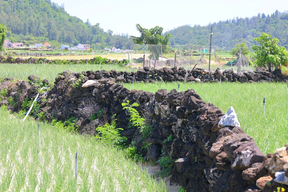 Bờ đá núi lửa tạo nên những thửa ruộng bậc thang độc đáo ở Lý Sơn - ảnh 4