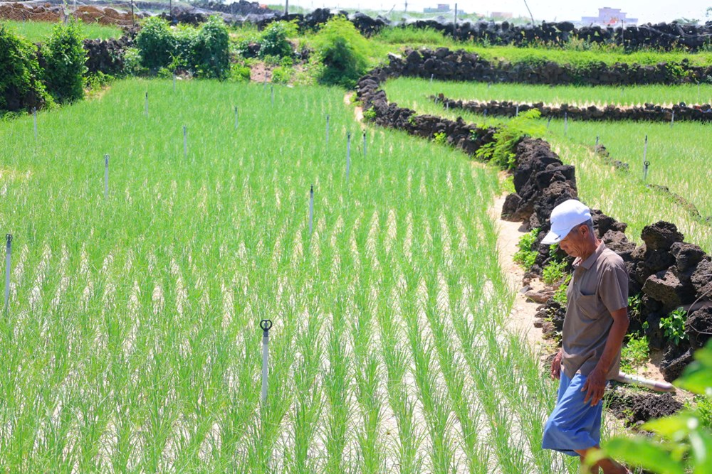 Bờ đá núi lửa tạo nên những thửa ruộng bậc thang độc đáo ở Lý Sơn - ảnh 2