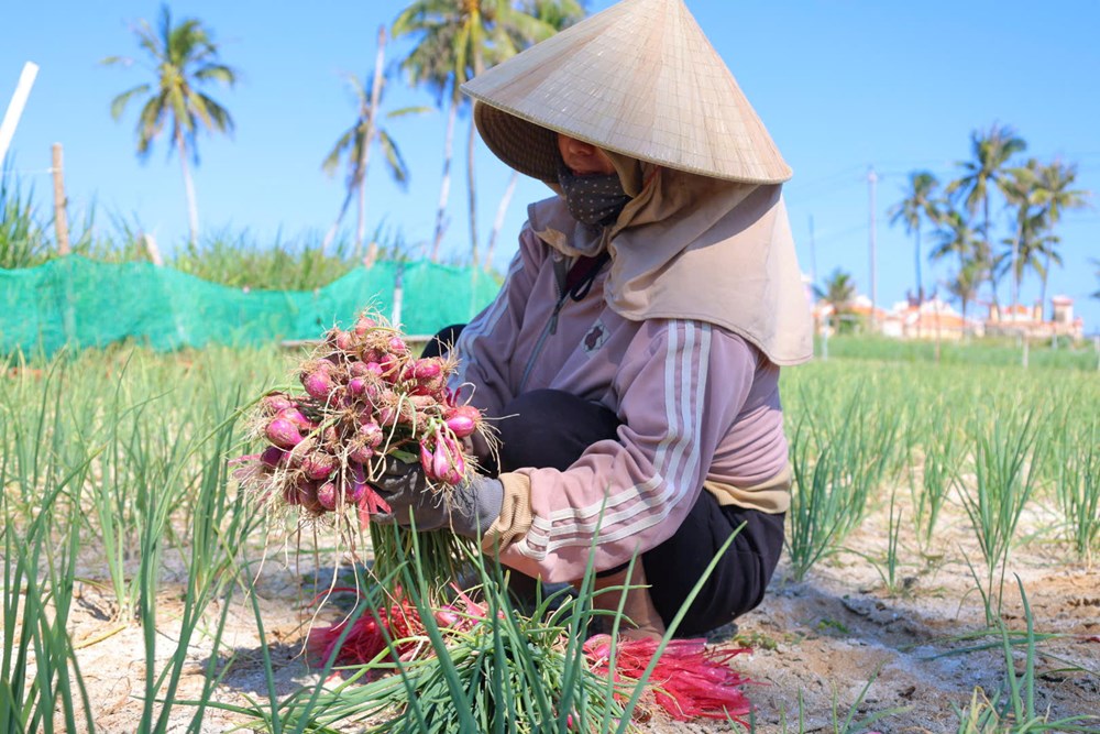 Đặc khu Lý Sơn hướng đến sản xuất hành tím an toàn, nâng giá trị nông sản - ảnh 3