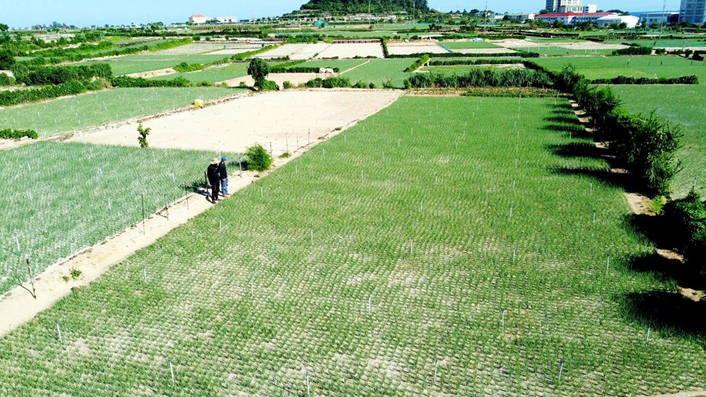 Đặc khu Lý Sơn hướng đến sản xuất hành tím an toàn, nâng giá trị nông sản - ảnh 1