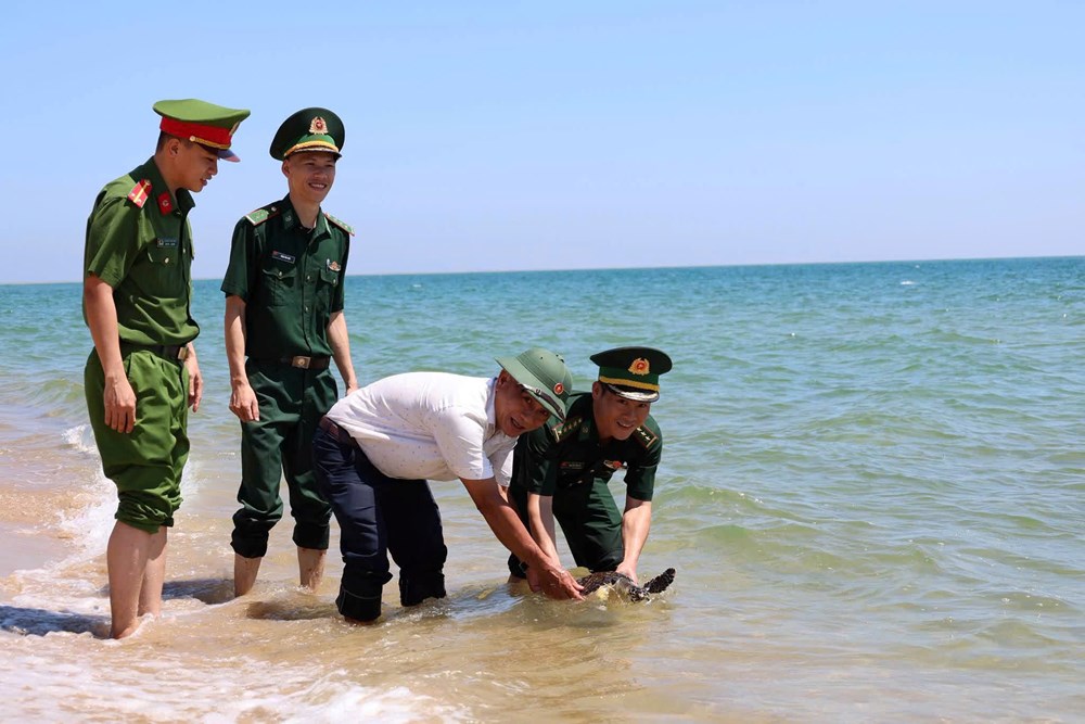 Thả đồi mồi quý hiếm về biển ở Quảng Ngãi - ảnh 2