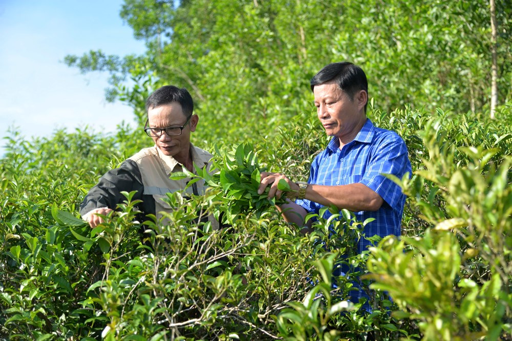 Bảo hộ nhãn hiệu “Chè Lộc Thanh”, mở hướng nâng thu nhập cho người dân - ảnh 2