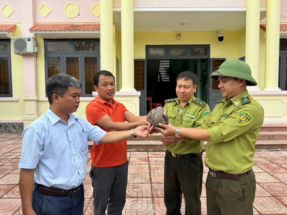 Người dân Quảng Ngãi tự nguyện giao nộp tê tê quý hiếm - ảnh 1