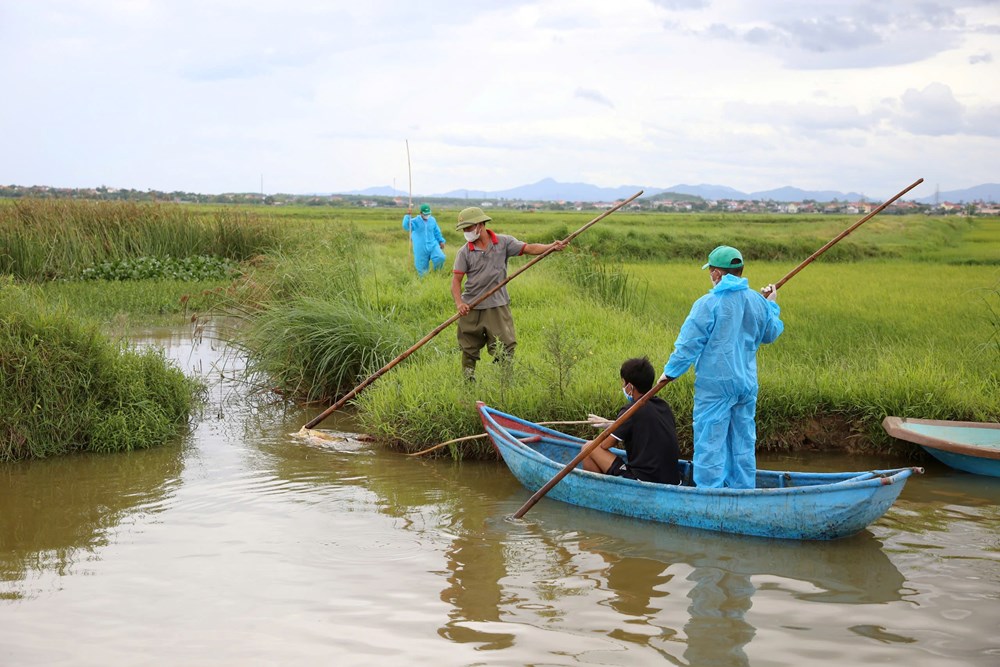 Công khai đường dây nóng phòng chống bệnh dịch tả lợn châu Phi - ảnh 1