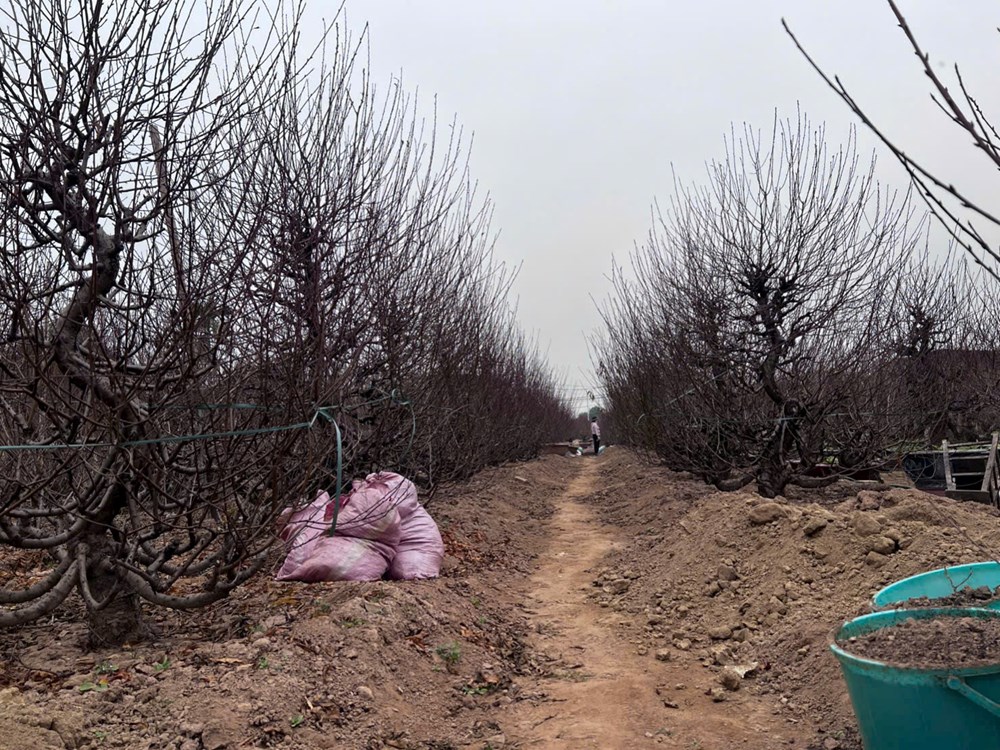 Vườn đào Nhật Tân bắt đầu nhộn nhịp khách trước Tết Bính Ngọ - ảnh 4