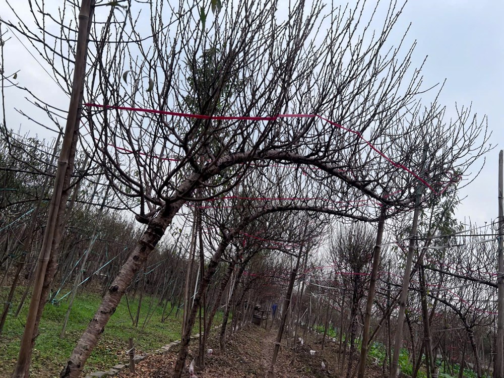 Vườn đào Nhật Tân bắt đầu nhộn nhịp khách trước Tết Bính Ngọ - ảnh 2
