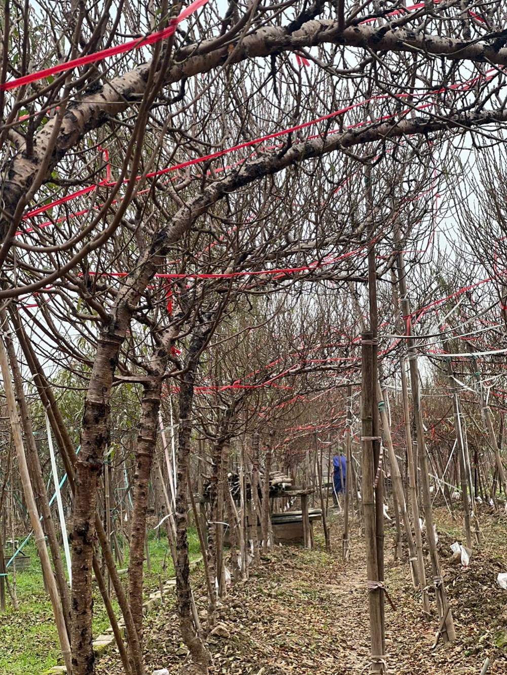 Vườn đào Nhật Tân bắt đầu nhộn nhịp khách trước Tết Bính Ngọ - ảnh 6