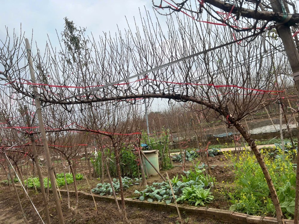 Vườn đào Nhật Tân bắt đầu nhộn nhịp khách trước Tết Bính Ngọ - ảnh 5