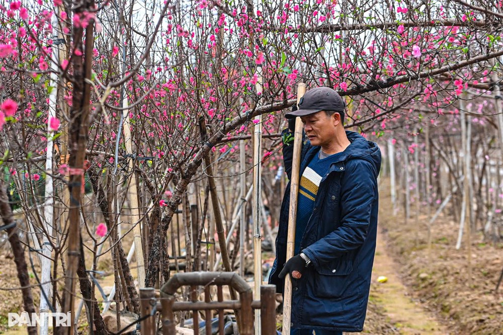 Vườn đào Nhật Tân bắt đầu nhộn nhịp khách trước Tết Bính Ngọ - ảnh 1