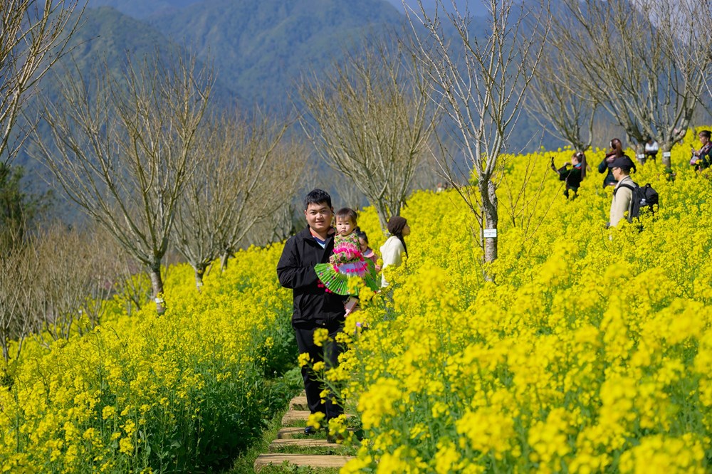 Lạc lối với thiên đường hoa cải vàng tại Fansipan - ảnh 2
