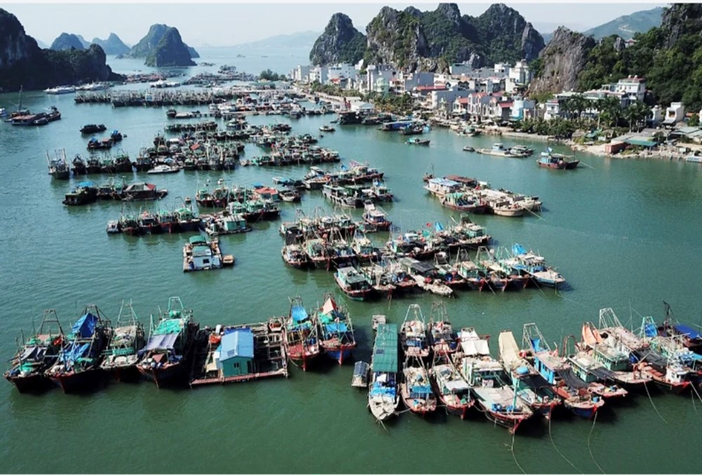 Quảng Ninh: Mở cảng C&aacute;i Rồng, ph&aacute;t triển dịch vụ hậu cần nghề c&aacute; - ảnh 1