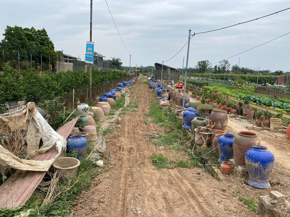 Người trồng quất, đào nỗ lực mang Tết về - ảnh 1