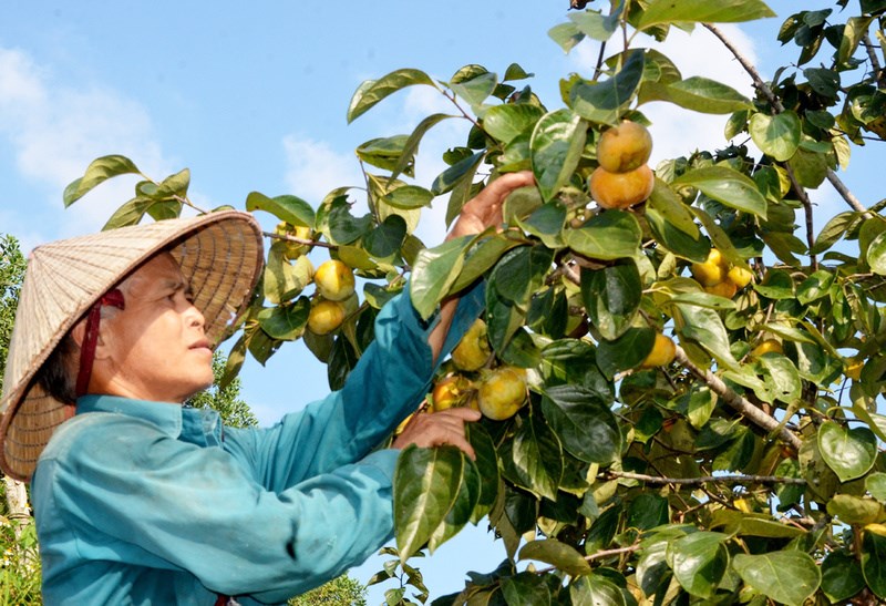 Tỉ lệ giảm nghèo vượt kế hoạch đề ra - ảnh 1