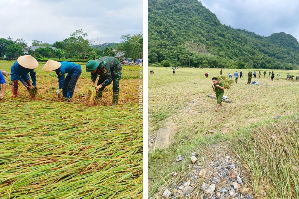 Xúc động hình ảnh Công an Thanh Hoá xuống đồng gặt lúa giúp dân chạy bão số 10 - ảnh 2