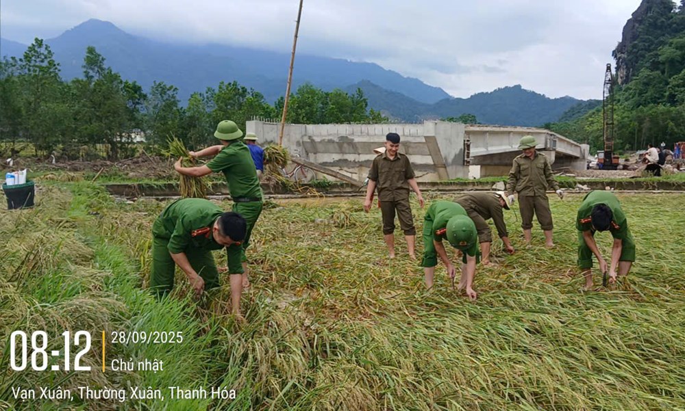 Xúc động hình ảnh Công an Thanh Hoá xuống đồng gặt lúa giúp dân chạy bão số 10 - ảnh 3